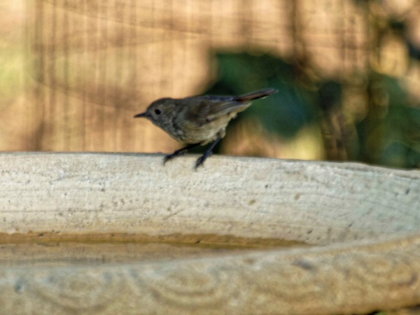 https://lemis.nyc3.digitaloceanspaces.com/grog/Photos/20090227/small/bird-4.jpeg