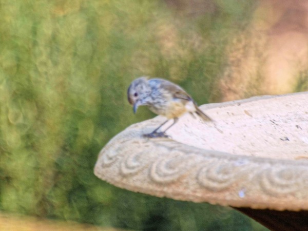 https://lemis.nyc3.digitaloceanspaces.com/grog/Photos/20090227/small/bird-5.jpeg