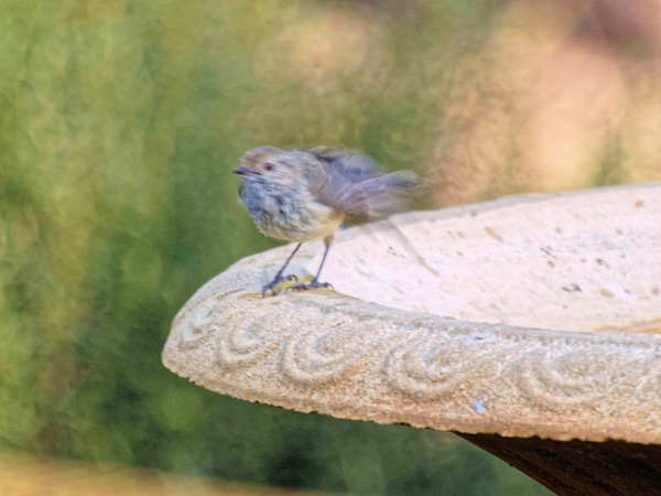 https://lemis.nyc3.digitaloceanspaces.com/grog/Photos/20090227/small/bird-8.jpeg