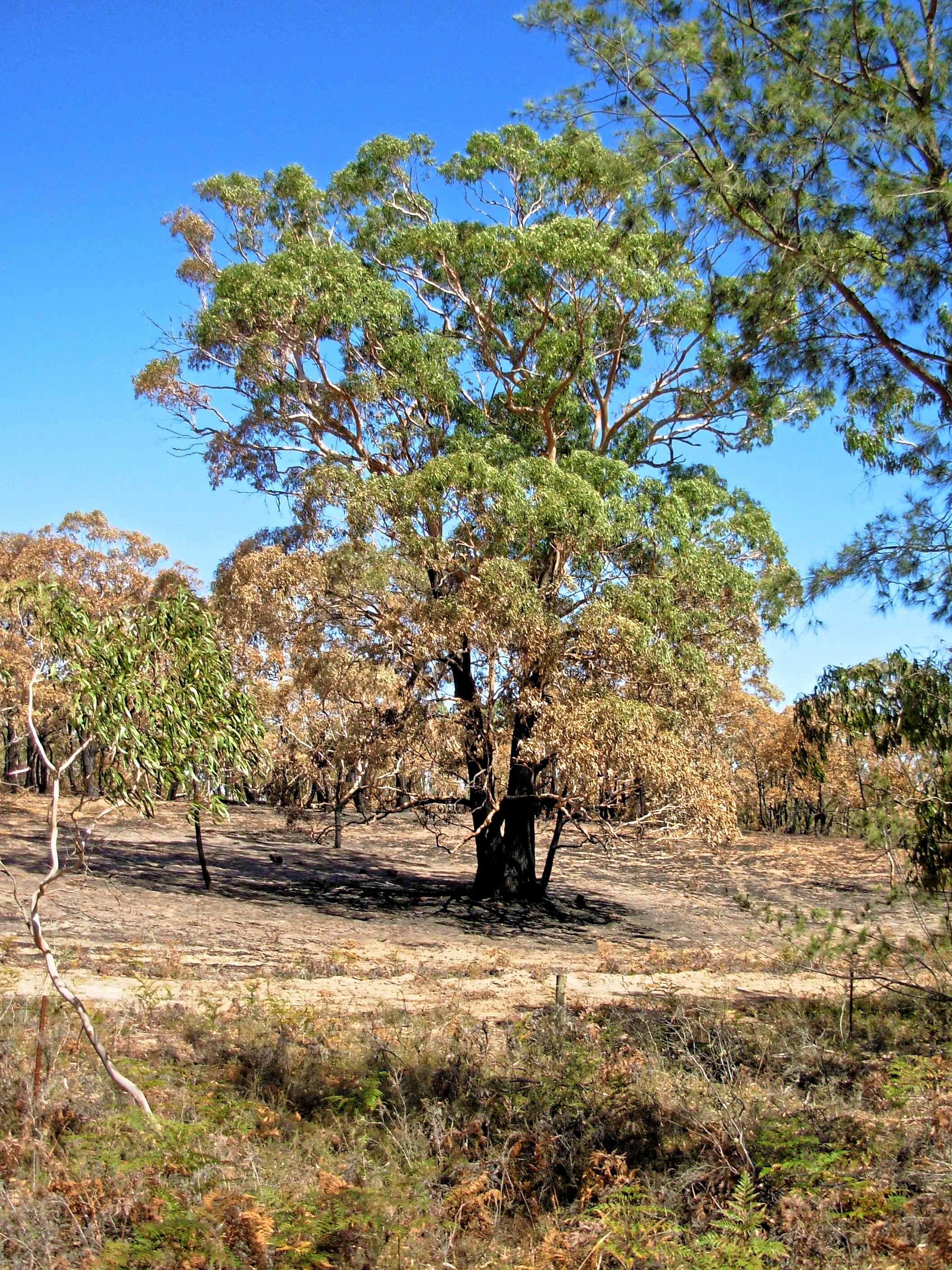 https://lemis.nyc3.digitaloceanspaces.com/grog/Photos/20090309/big/bushfire-4.jpeg