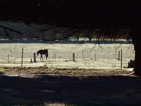 https://lemis.nyc3.digitaloceanspaces.com/grog/Photos/20090518/small/horse-in-paddock.jpeg