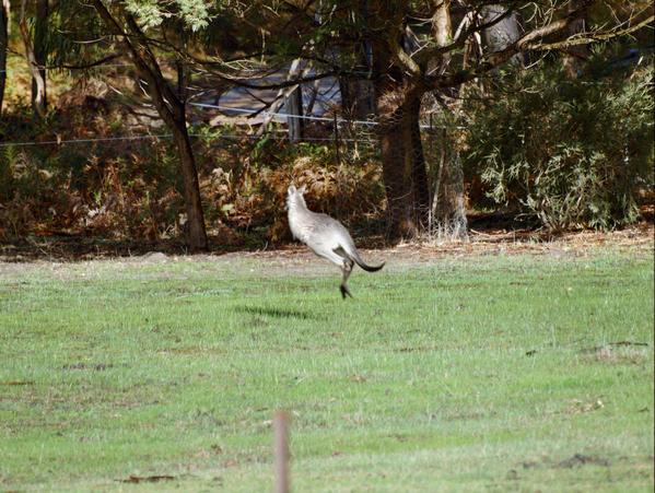 https://lemis.nyc3.digitaloceanspaces.com/grog/Photos/20090609/small/kangaroo-15.jpeg