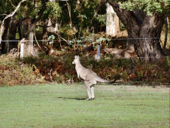 https://lemis.nyc3.digitaloceanspaces.com/grog/Photos/20090609/small/kangaroo-17.jpeg