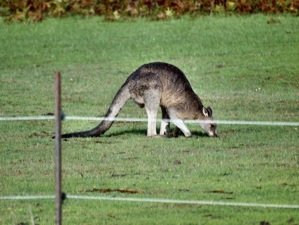 https://lemis.nyc3.digitaloceanspaces.com/grog/Photos/20090609/small/kangaroo-2.jpeg