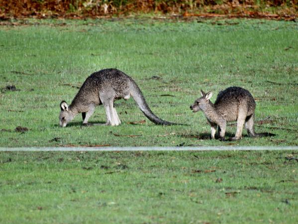https://lemis.nyc3.digitaloceanspaces.com/grog/Photos/20090609/small/kangaroo-3.jpeg