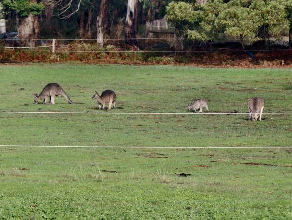 https://lemis.nyc3.digitaloceanspaces.com/grog/Photos/20090609/small/kangaroo-4.jpeg