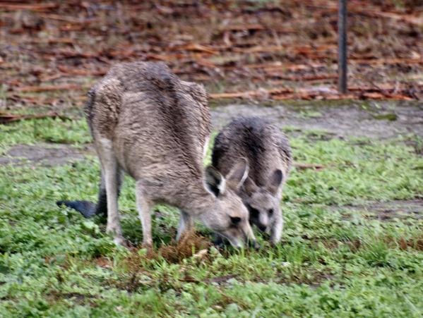 https://lemis.nyc3.digitaloceanspaces.com/grog/Photos/20090609/small/kangaroo-5.jpeg