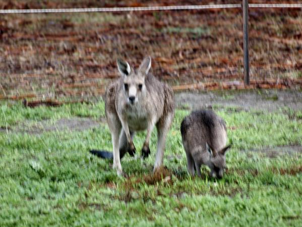 https://lemis.nyc3.digitaloceanspaces.com/grog/Photos/20090609/small/kangaroo-7.jpeg