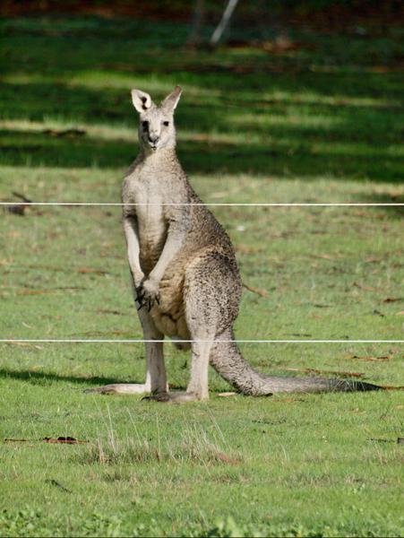 https://lemis.nyc3.digitaloceanspaces.com/grog/Photos/20090609/small/kangaroo-8.jpeg