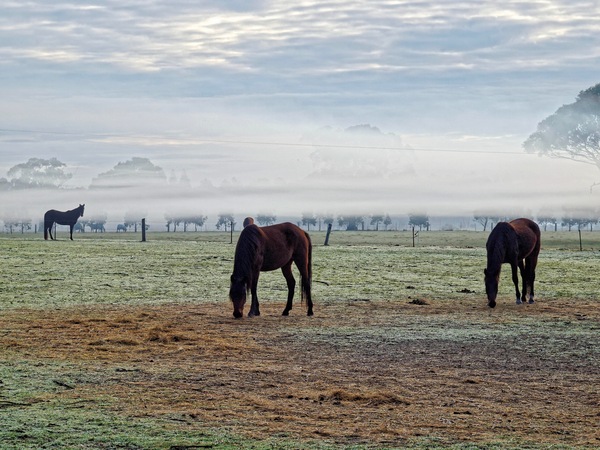 https://lemis.nyc3.digitaloceanspaces.com/grog/Photos/20090627/small/paddock-2.jpeg
