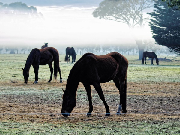 https://lemis.nyc3.digitaloceanspaces.com/grog/Photos/20090627/small/paddock-4.jpeg