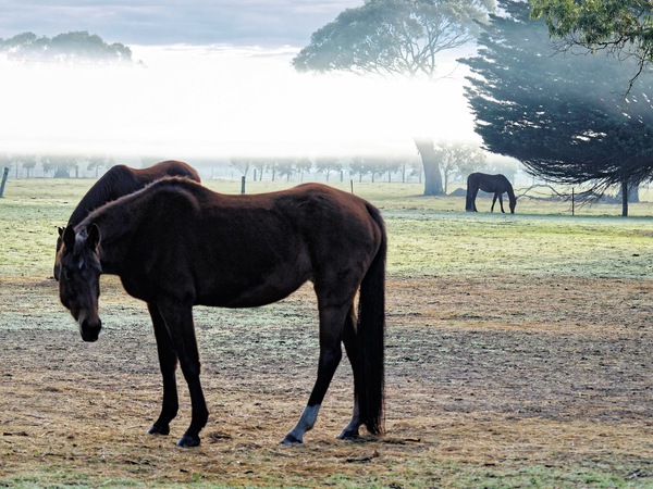 https://lemis.nyc3.digitaloceanspaces.com/grog/Photos/20090627/small/paddock-5.jpeg
