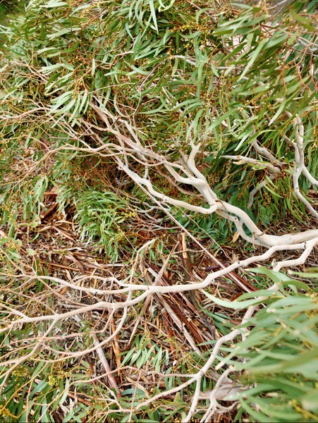 https://lemis.nyc3.digitaloceanspaces.com/grog/Photos/20090701/small/fallen-branch-5.jpeg