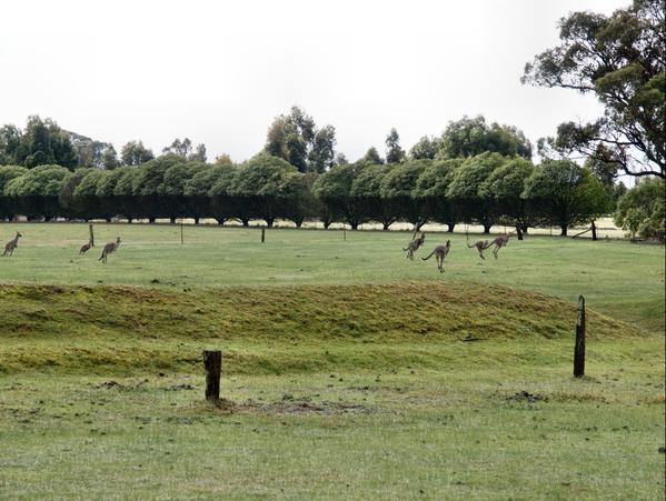 https://lemis.nyc3.digitaloceanspaces.com/grog/Photos/20090704/small/kangaroos-2.jpeg