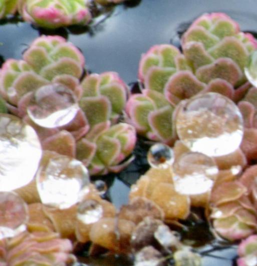 https://lemis.nyc3.digitaloceanspaces.com/grog/Photos/20090704/small/pond-detail-1.jpeg