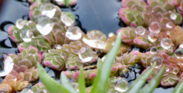 https://lemis.nyc3.digitaloceanspaces.com/grog/Photos/20090704/small/pond-detail-2.jpeg