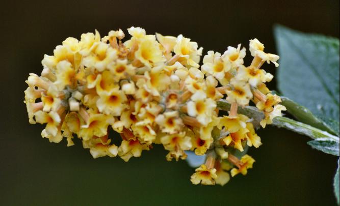 https://lemis.nyc3.digitaloceanspaces.com/grog/Photos/20090705/small/Buddleja.jpeg