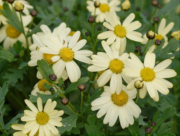https://lemis.nyc3.digitaloceanspaces.com/grog/Photos/20090705/small/Daisies-2.jpeg