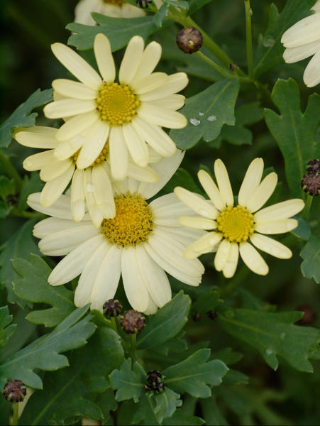 https://lemis.nyc3.digitaloceanspaces.com/grog/Photos/20090705/small/Daisies-3.jpeg