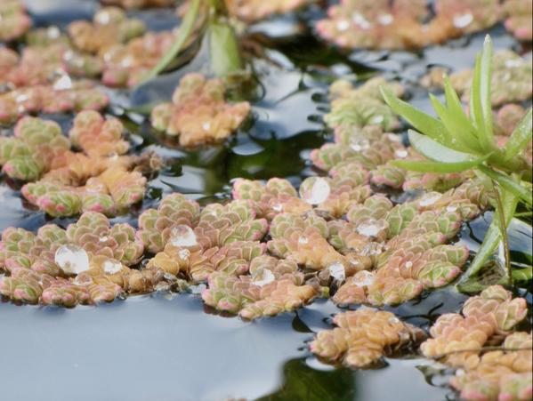 https://lemis.nyc3.digitaloceanspaces.com/grog/Photos/20090705/small/Duckweed-1.jpeg