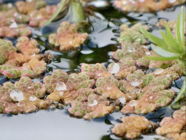 https://lemis.nyc3.digitaloceanspaces.com/grog/Photos/20090705/small/Duckweed-2.jpeg