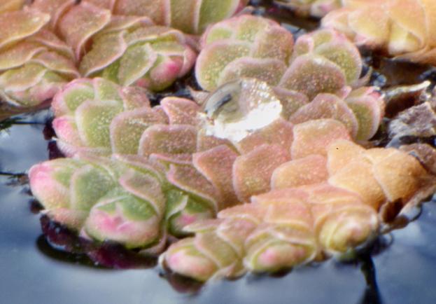 https://lemis.nyc3.digitaloceanspaces.com/grog/Photos/20090705/small/Duckweed-3-detail.jpeg