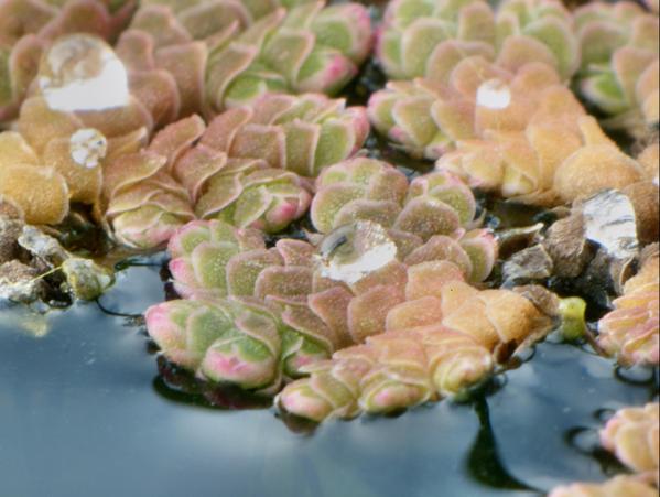https://lemis.nyc3.digitaloceanspaces.com/grog/Photos/20090705/small/Duckweed-3.jpeg