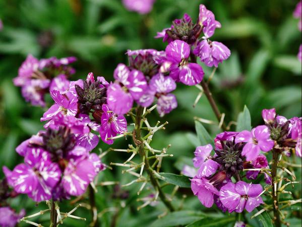 https://lemis.nyc3.digitaloceanspaces.com/grog/Photos/20090705/small/Erysimum.jpeg