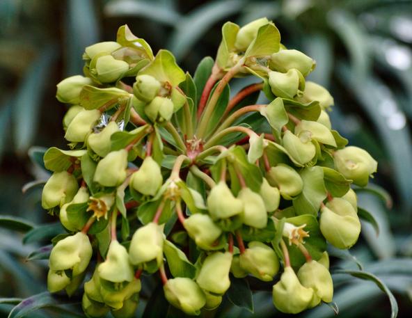 https://lemis.nyc3.digitaloceanspaces.com/grog/Photos/20090705/small/Euphorbia.jpeg