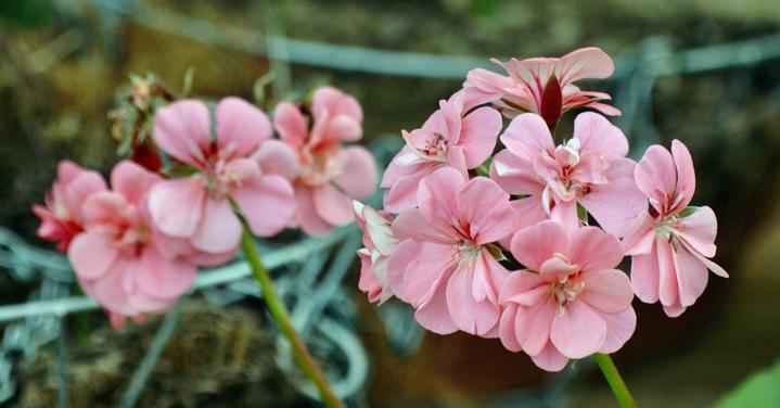 https://lemis.nyc3.digitaloceanspaces.com/grog/Photos/20090705/small/Geranium-2.jpeg