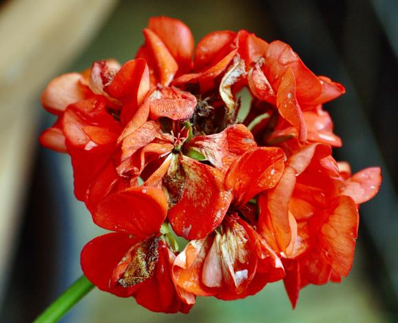 https://lemis.nyc3.digitaloceanspaces.com/grog/Photos/20090705/small/Geranium-3.jpeg