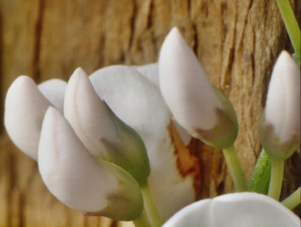 https://lemis.nyc3.digitaloceanspaces.com/grog/Photos/20090705/small/Hardenbergia-3.jpeg