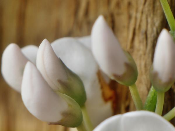 https://lemis.nyc3.digitaloceanspaces.com/grog/Photos/20090705/small/Hardenbergia-4.jpeg