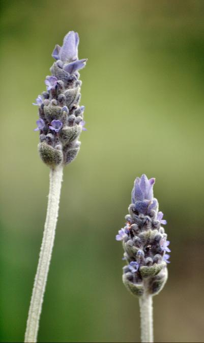 https://lemis.nyc3.digitaloceanspaces.com/grog/Photos/20090705/small/Lavender.jpeg