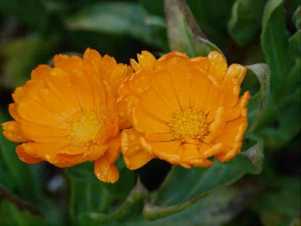 https://lemis.nyc3.digitaloceanspaces.com/grog/Photos/20090705/small/Marigolds-2.jpeg