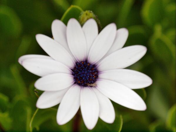 https://lemis.nyc3.digitaloceanspaces.com/grog/Photos/20090705/small/Osteospermum-1.jpeg
