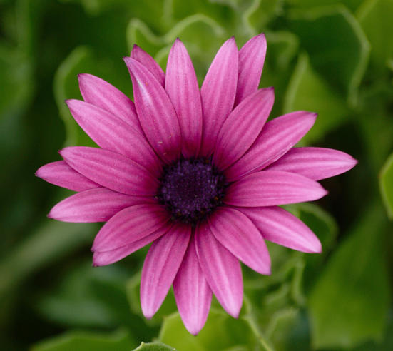https://lemis.nyc3.digitaloceanspaces.com/grog/Photos/20090705/small/Osteospermum-2.jpeg