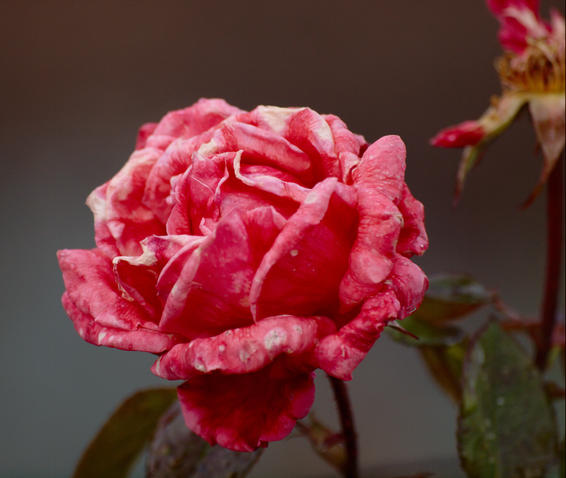 https://lemis.nyc3.digitaloceanspaces.com/grog/Photos/20090705/small/Rose.jpeg