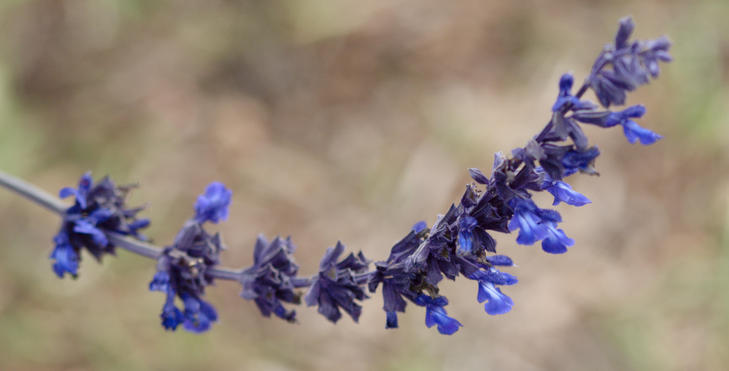 https://lemis.nyc3.digitaloceanspaces.com/grog/Photos/20090705/small/Salvia-1.jpeg