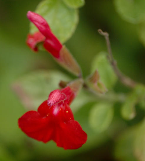 https://lemis.nyc3.digitaloceanspaces.com/grog/Photos/20090705/small/Salvia-2.jpeg
