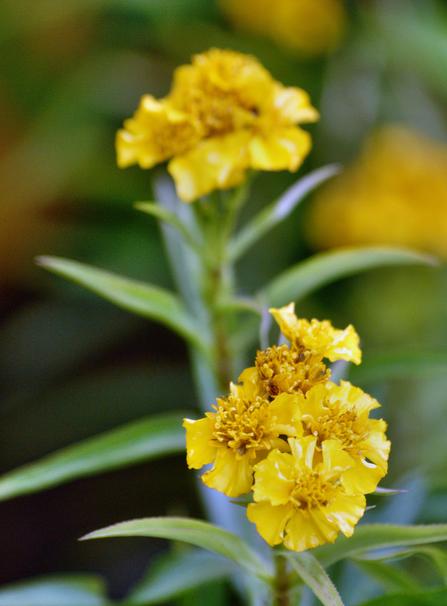 https://lemis.nyc3.digitaloceanspaces.com/grog/Photos/20090705/small/Tarragon.jpeg
