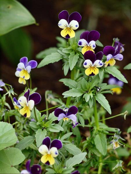https://lemis.nyc3.digitaloceanspaces.com/grog/Photos/20090705/small/Viola.jpeg