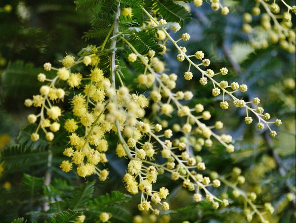 https://lemis.nyc3.digitaloceanspaces.com/grog/Photos/20090705/small/Wattle.jpeg