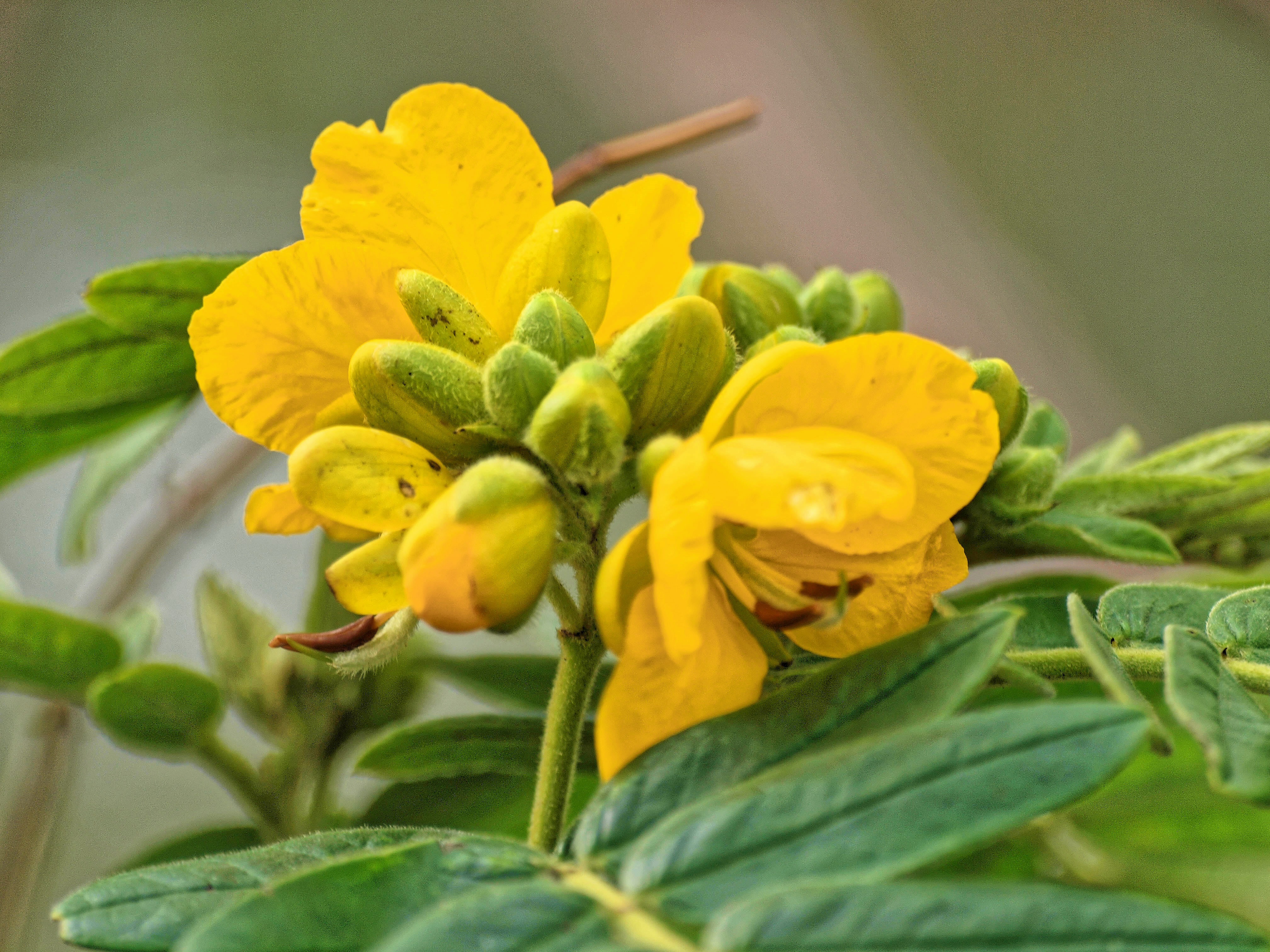 https://lemis.nyc3.digitaloceanspaces.com/grog/Photos/20090731/big/mystery-flower-1.jpeg