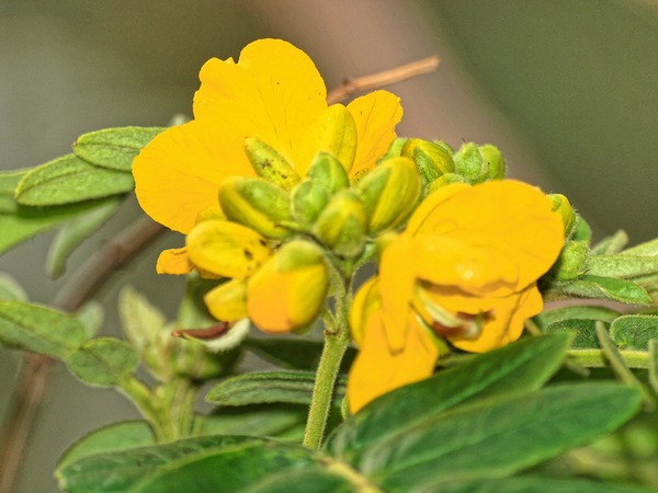 https://lemis.nyc3.digitaloceanspaces.com/grog/Photos/20090731/small/mystery-flower-2.jpeg
