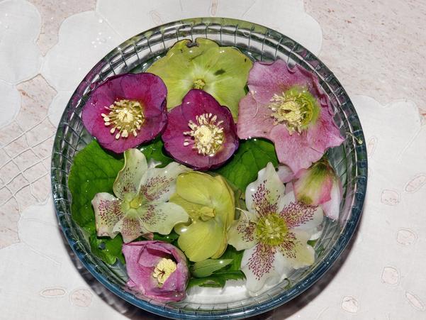 https://lemis.nyc3.digitaloceanspaces.com/grog/Photos/20090807/small/Hellebores-3.jpeg