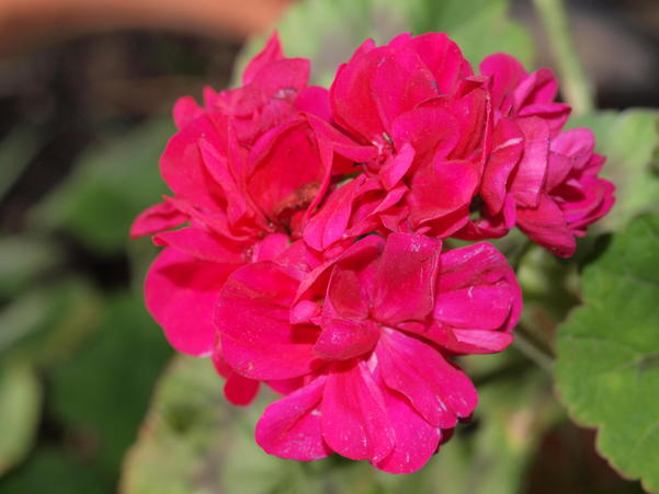 https://lemis.nyc3.digitaloceanspaces.com/grog/Photos/20090817/small/Geranium-1.jpeg
