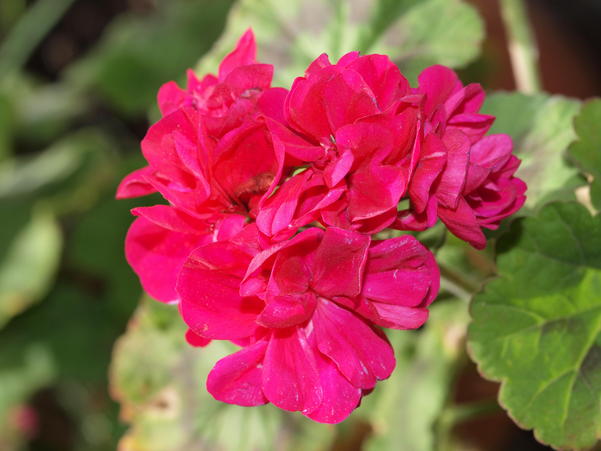 https://lemis.nyc3.digitaloceanspaces.com/grog/Photos/20090817/small/Geranium-2.jpeg