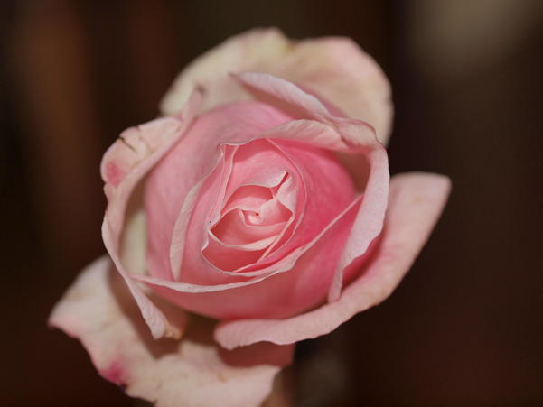 https://lemis.nyc3.digitaloceanspaces.com/grog/Photos/20090817/small/rose-3.jpeg