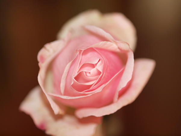 https://lemis.nyc3.digitaloceanspaces.com/grog/Photos/20090817/small/rose-4.jpeg